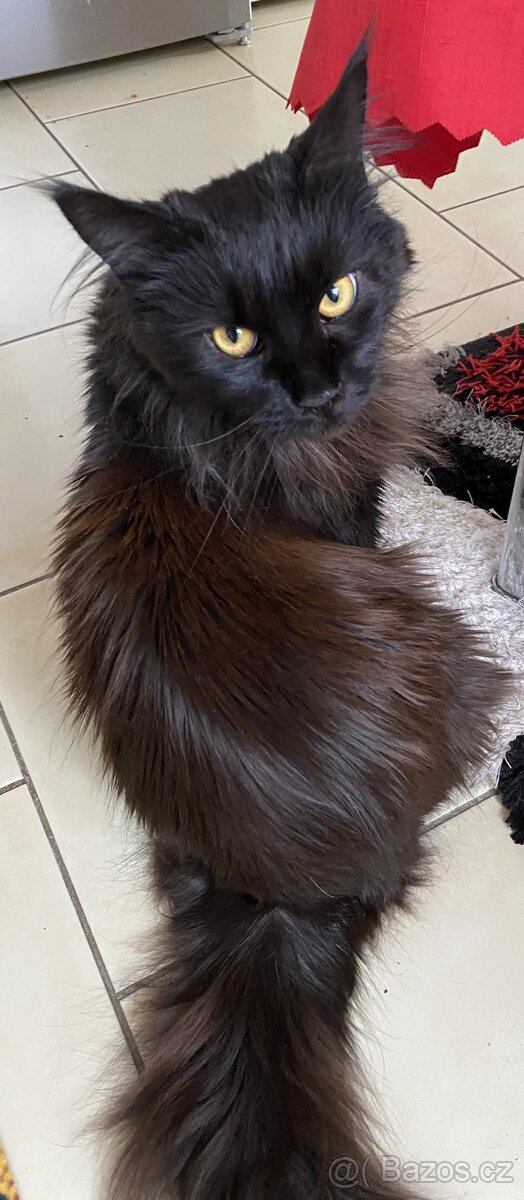 Čistokrevné mainské mývalí koťátko - blue smoked - holčička - 17