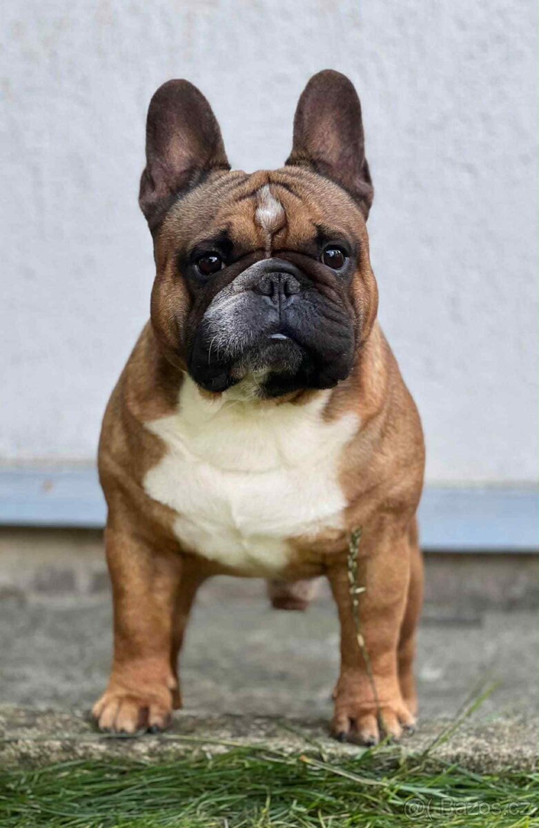 TOP francouzský buldoček s PP FCI - 17