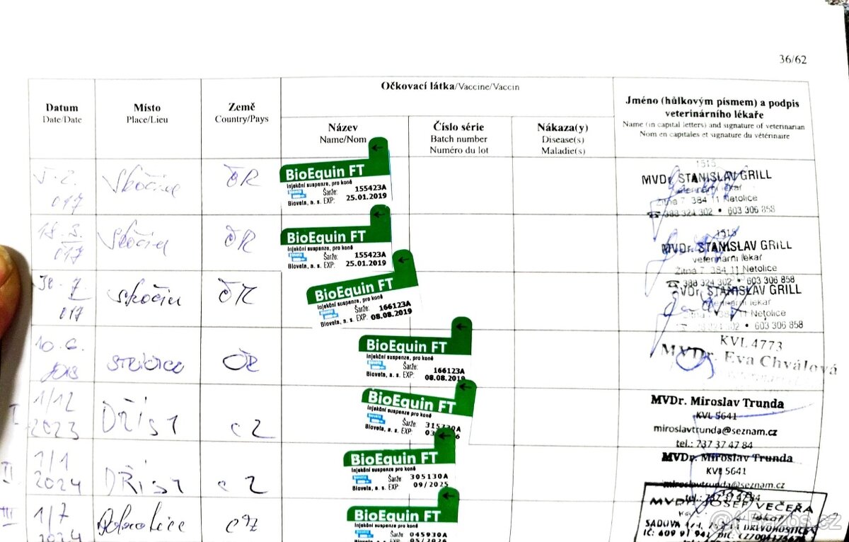valach 9 let, 158 cm kůň pro ženu - 17