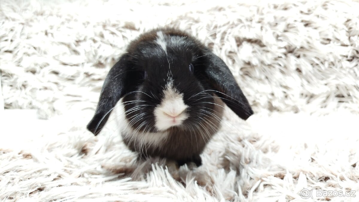 Zakrslý beránek, králíček, králík - 17