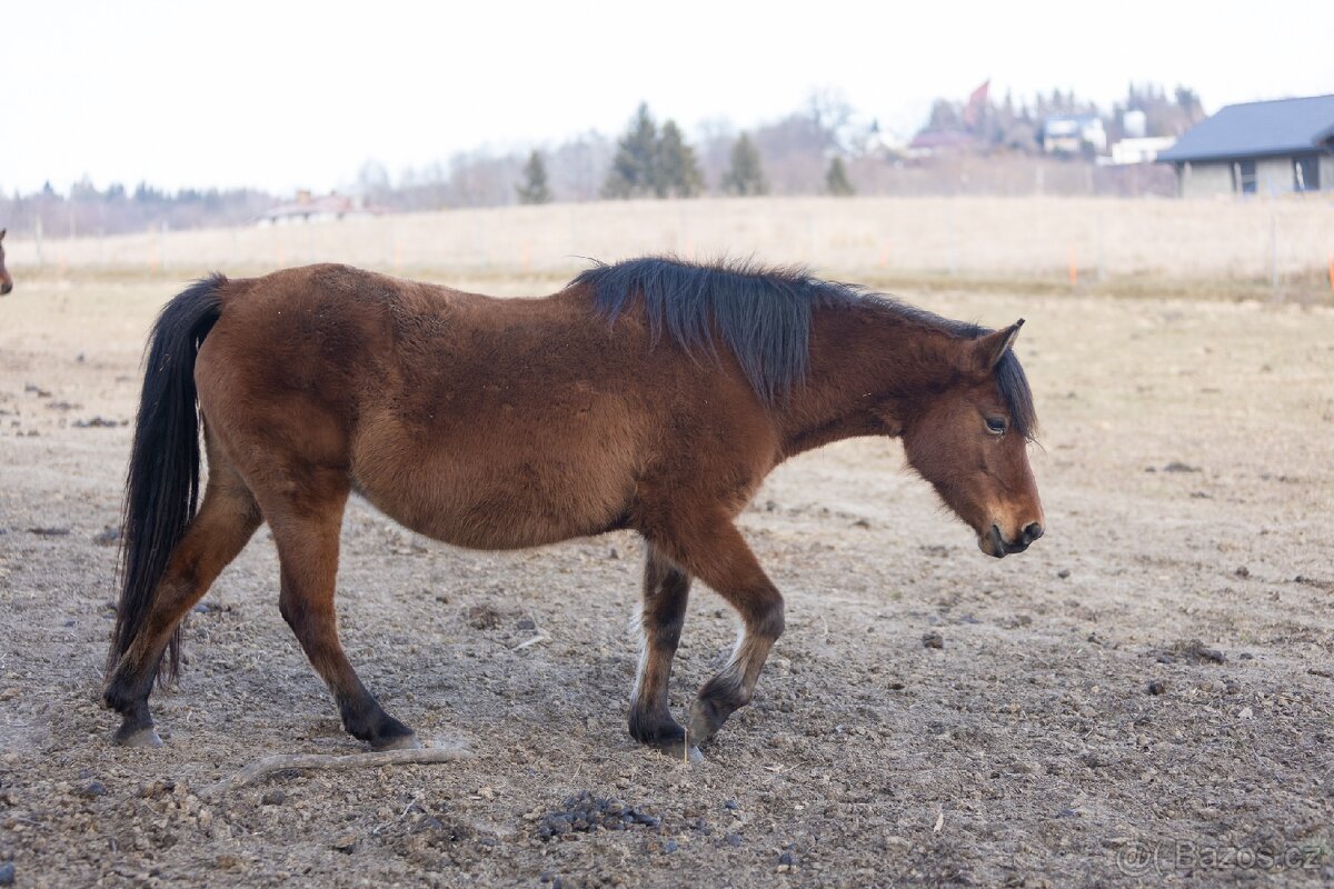 Huculská klisna, hucul, rekreace, vyjížďky, hipoterapie. - 17