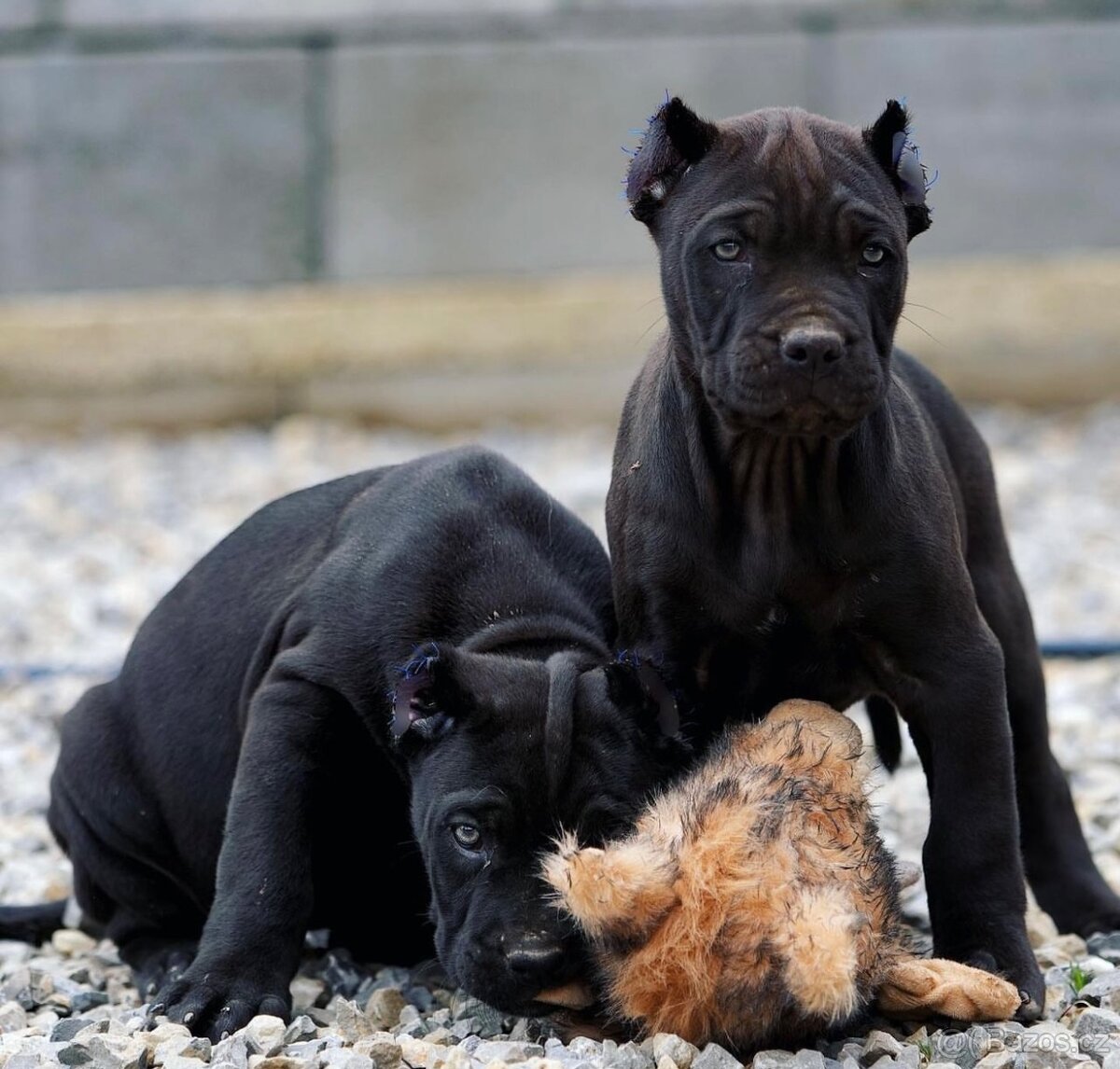 BANDOG, cane corso, doga, pitbull - 17