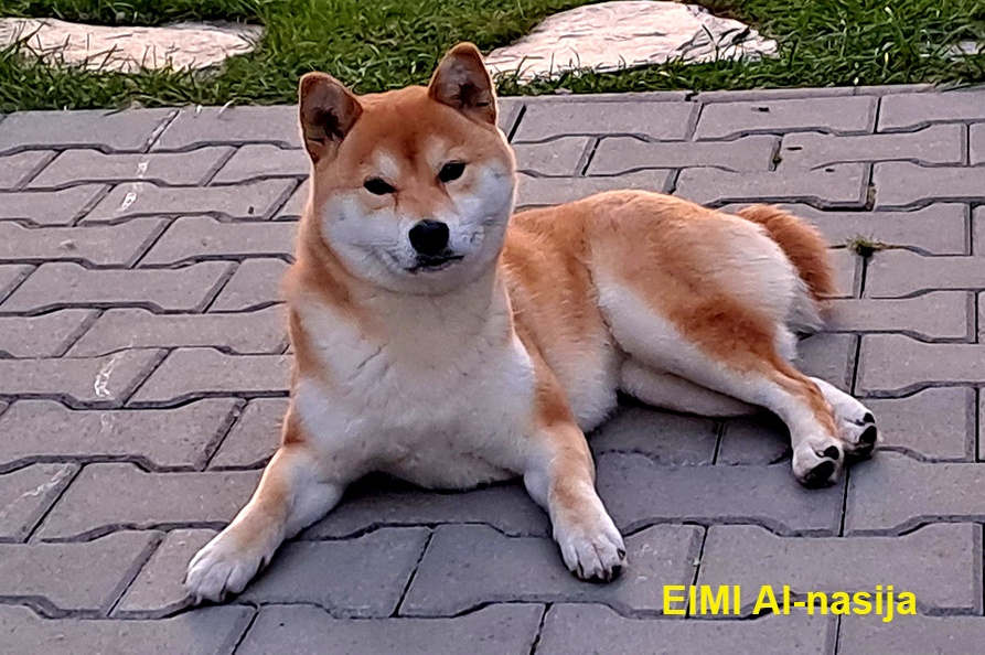 Shiba-Inu s PP FCI - 17