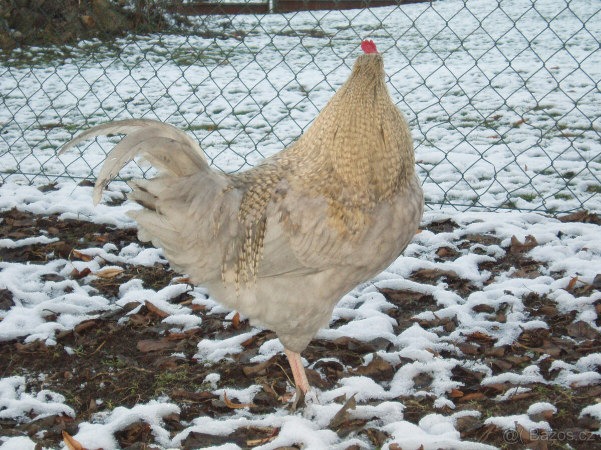 Kohout do chovu k prodeji - 17