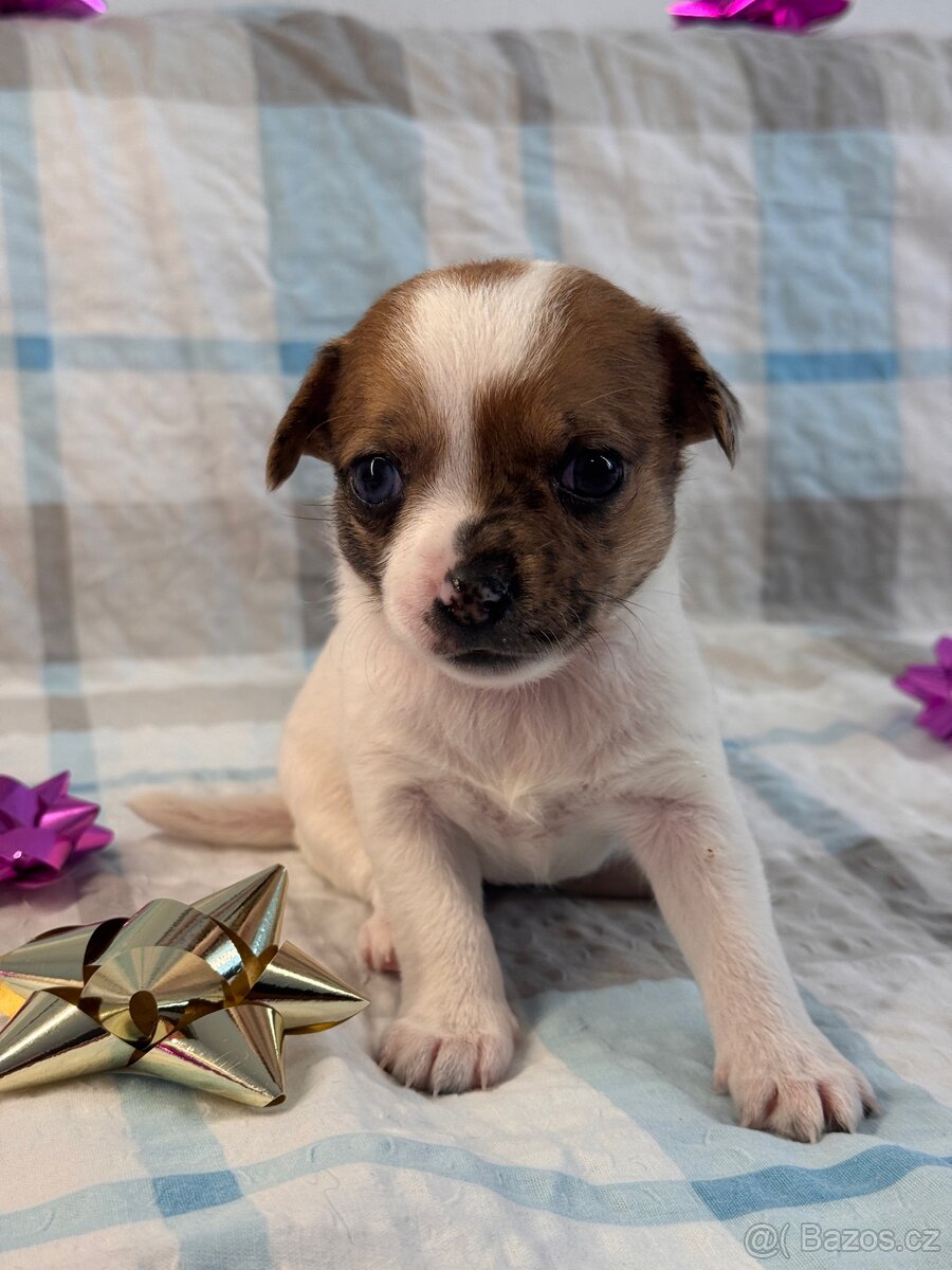 Hairless čivava - naháč - 17