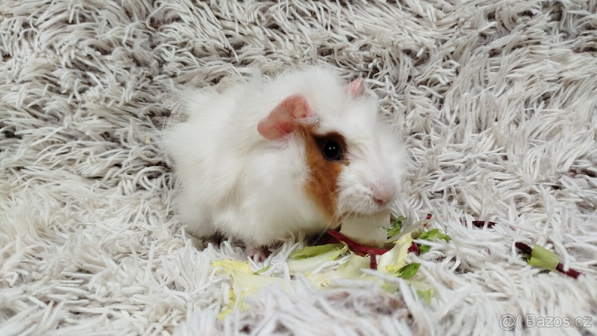 Morče, Morčata, Morčátko, Morčátka - DARWIN A MERLIN - 17