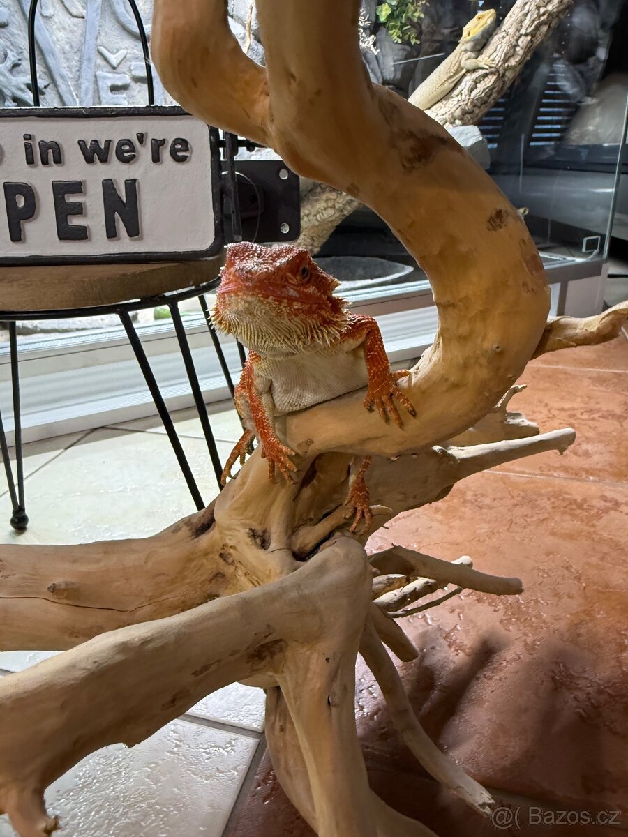 Agama vousatá mláďata k prodeji - 17