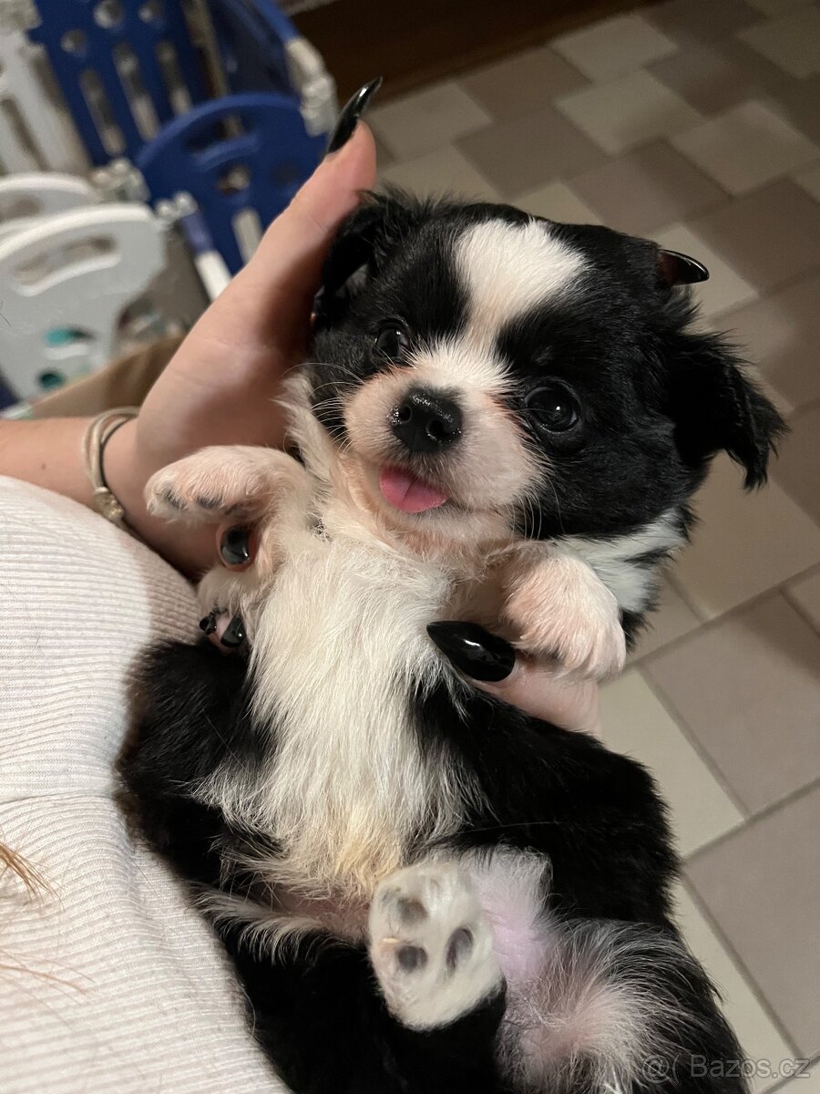 2x dlouhosrstý pejsek s PP FCI, čivava - 17