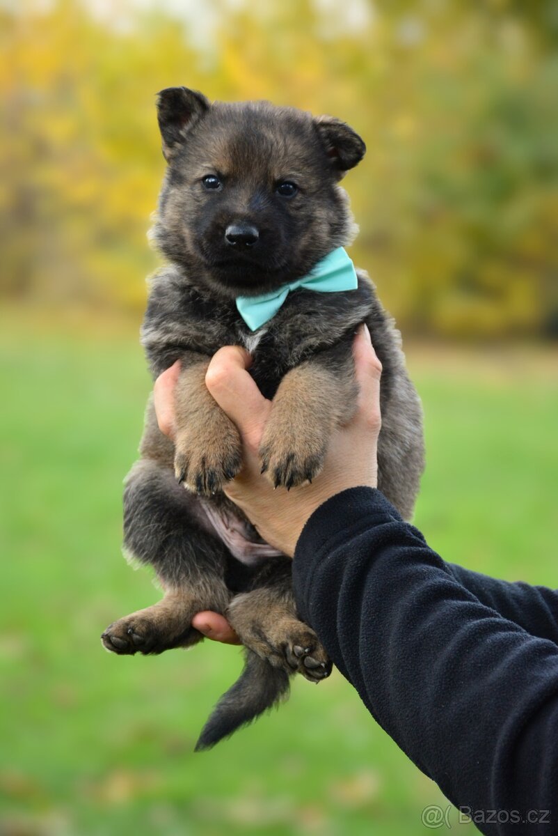 Německý ovčák s PP - 17