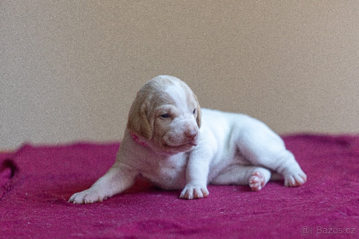 Saintgermánský ohař - štěňátka k zamluvení - 17