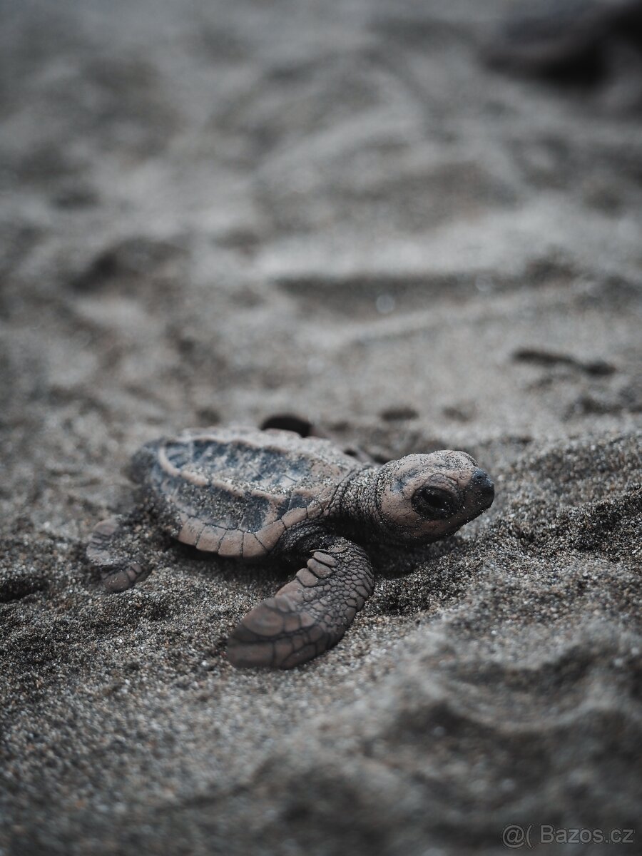 Fotoaparát Olympus PEN + objektivy - 17