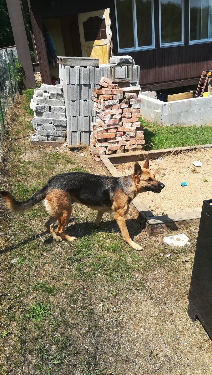 Nemecky ovčák typu Rex(štěňata) - 17