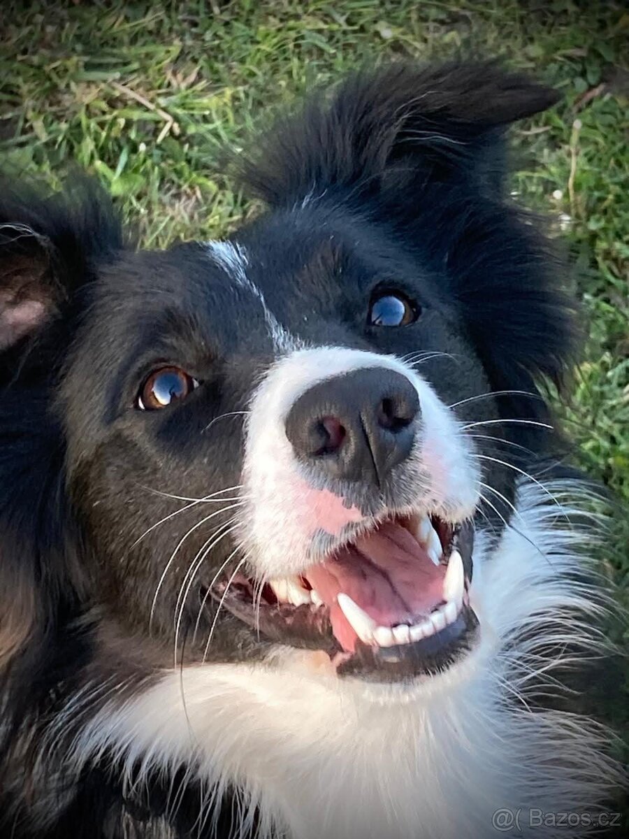 Border kolie již k odběru - 17