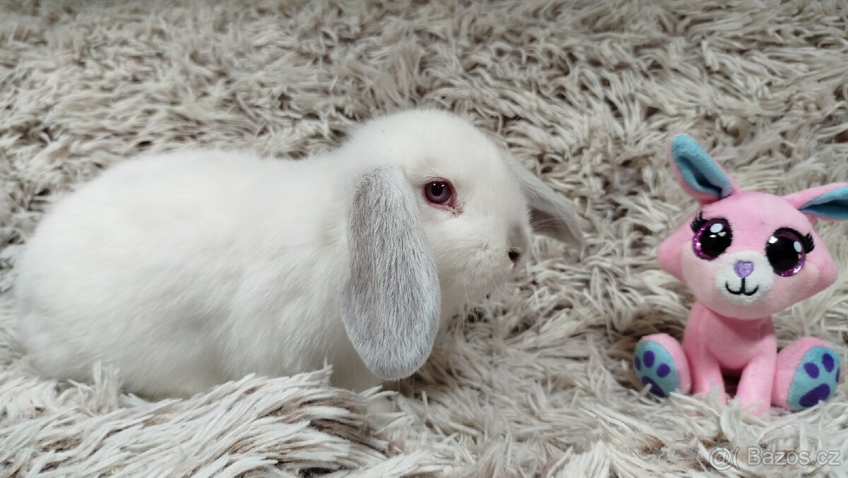 Zakrslý beránek, králíček, králík - MOLLY - 17