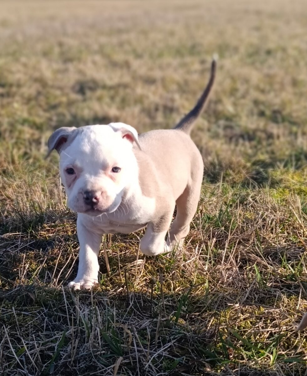 American Bully Standard - 17