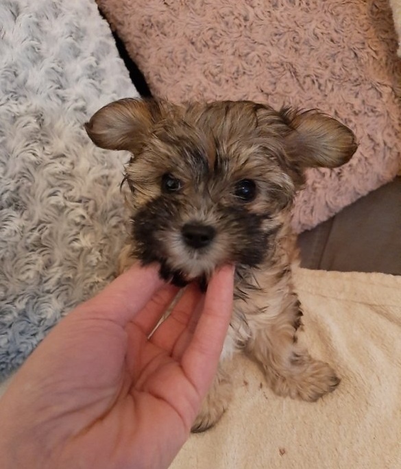 Jorkšírský teriér, Biewer yorkšírský teriér připuštění,krytí - 17