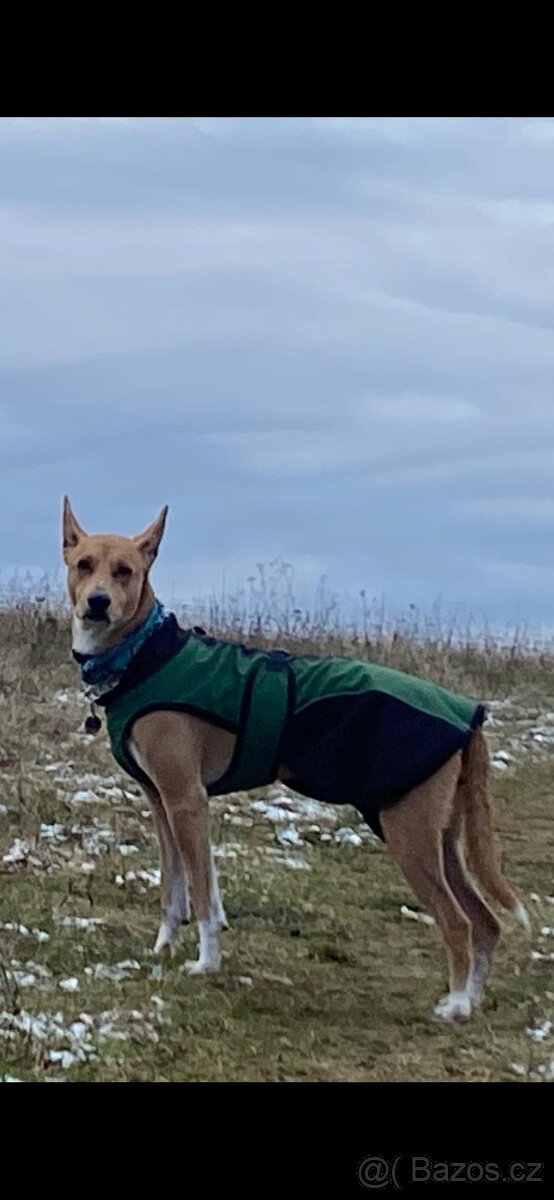 Peruánsky a Mexický naháč - 17