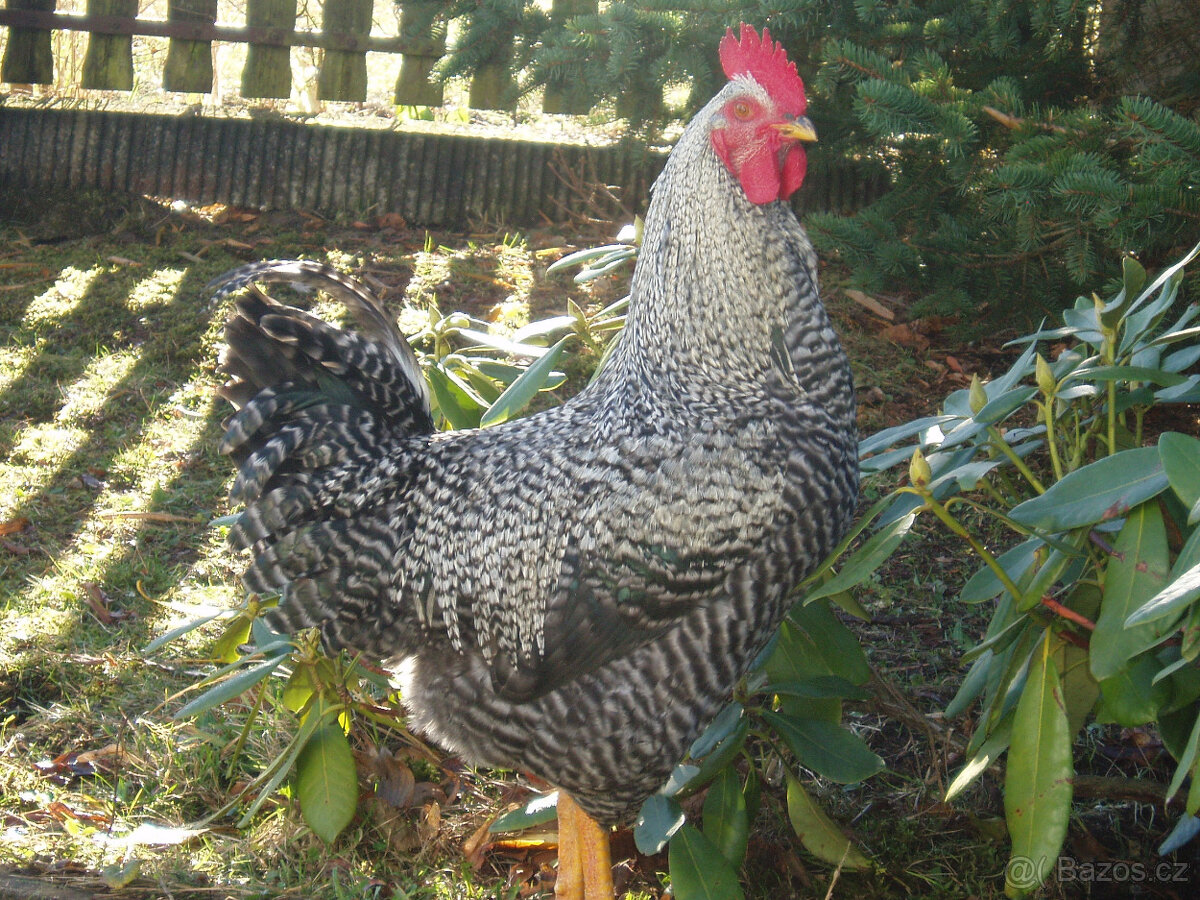 Prodám kohouta, kohoutky do chovu - 17