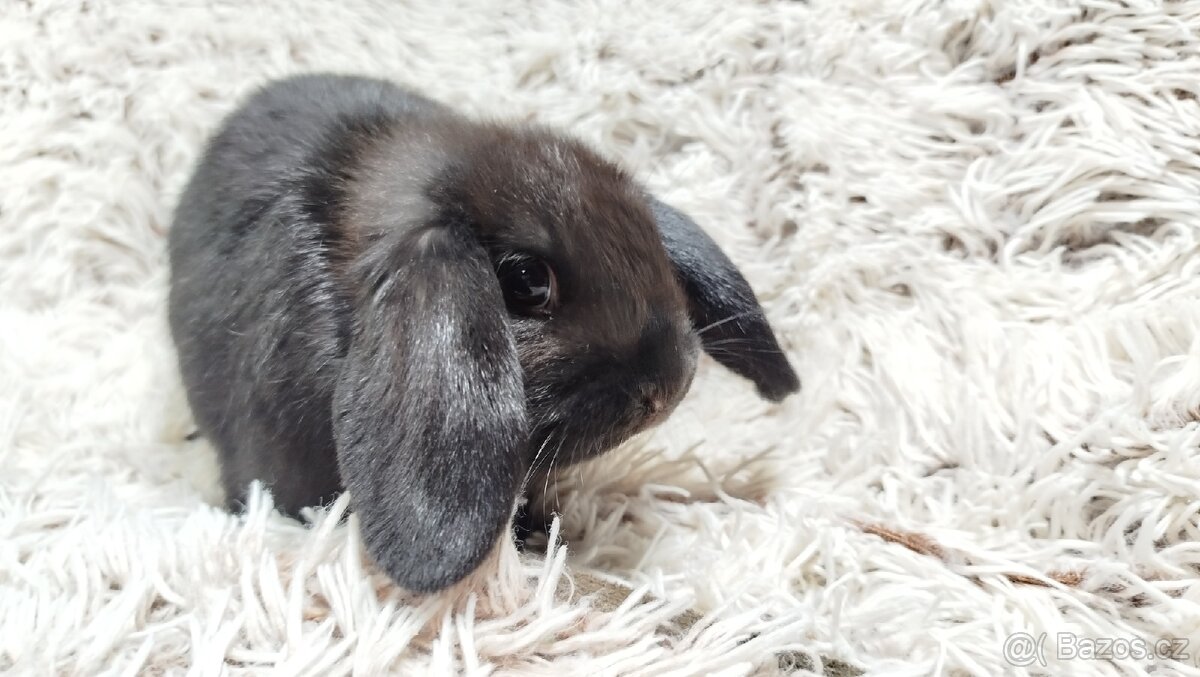 Zakrslý beránek, králíček, králík - BRUNO - 17