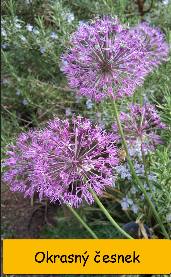 Odkopky trvalek a skalniček - 17