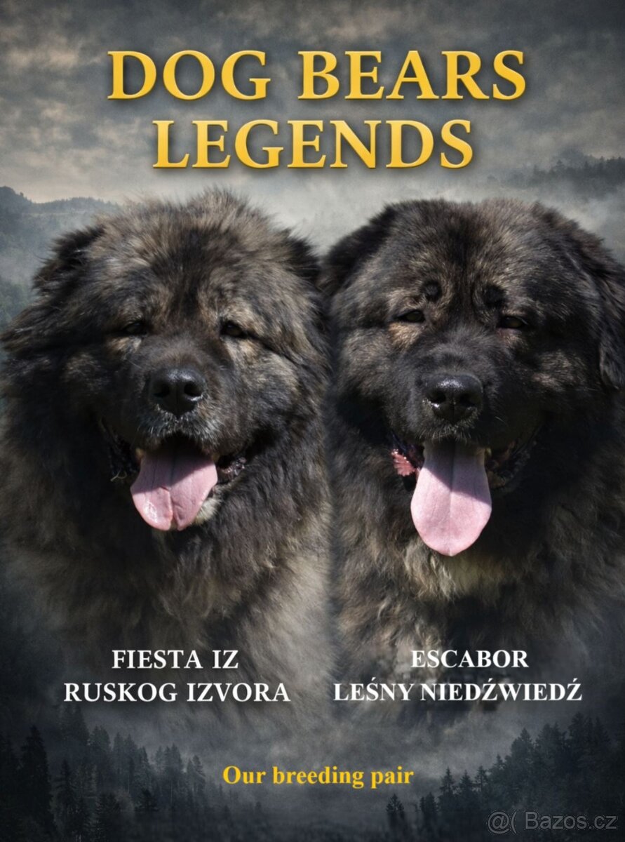 Kavkazský pastevecký pes s PP - 17