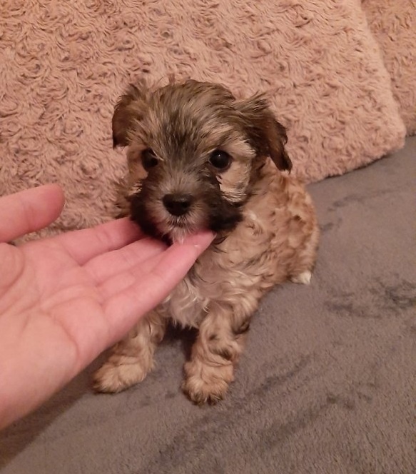 Yorkšírský teriér, Biewer jorkšírský teriér krytí,připuštění - 17