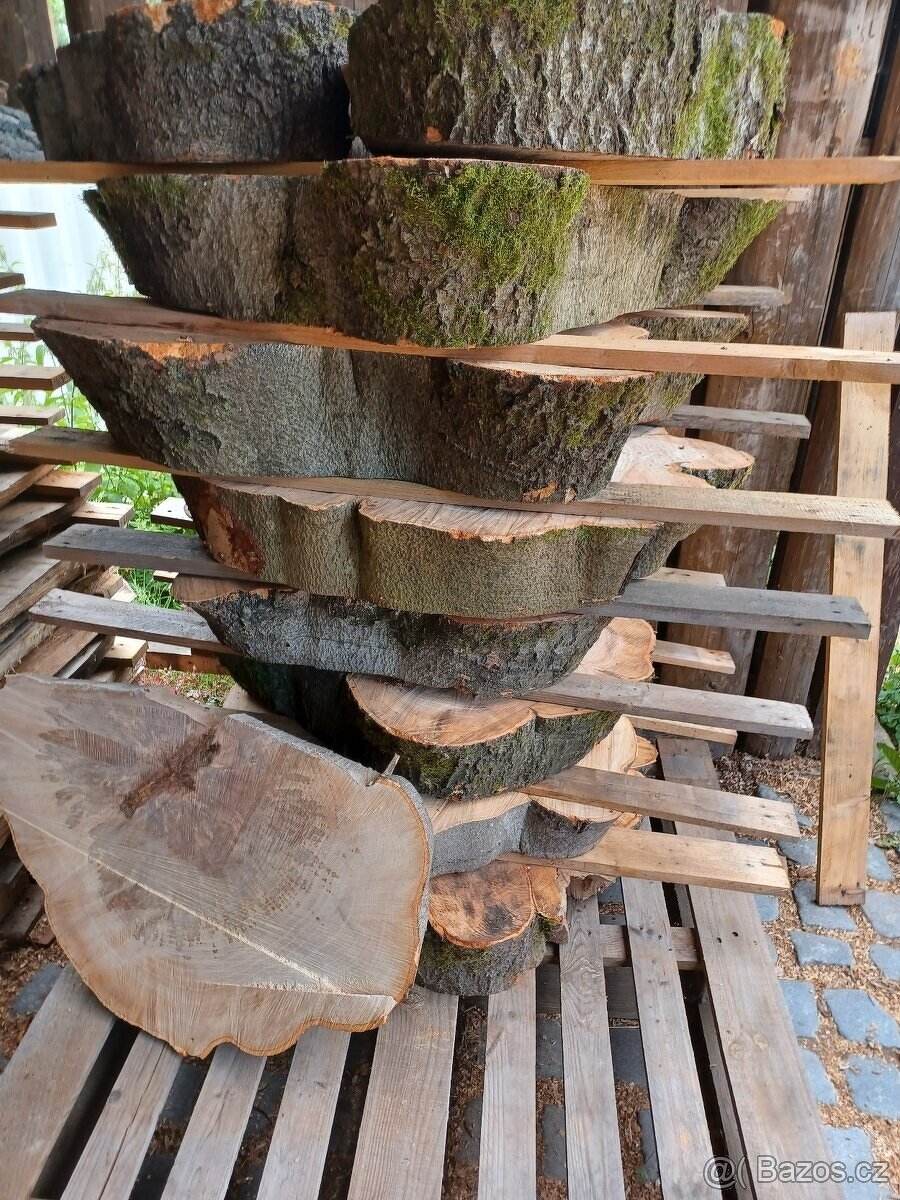 Koláče z tvrdého dřeva, Habr Buk - 17