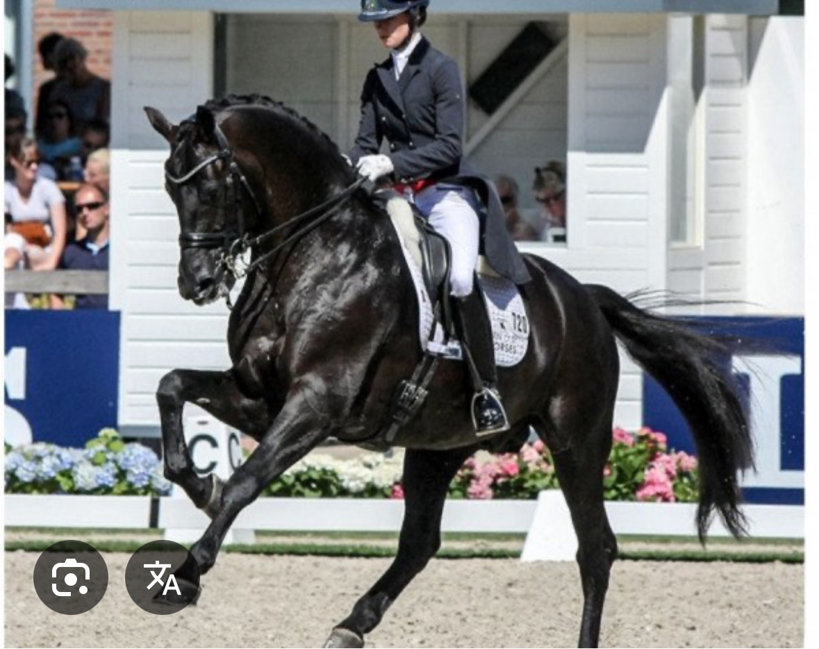 Nadějný drezurní hřebeček po odstavu Toto Gold/Glamourdale - 17