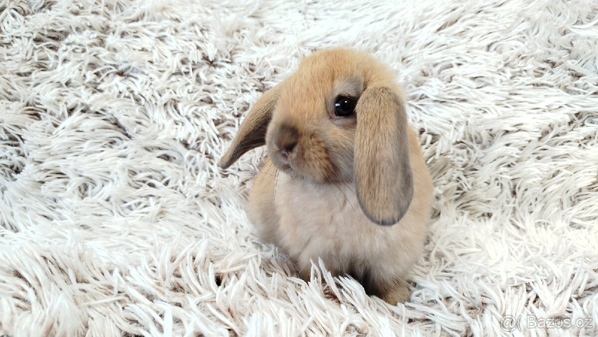 Zakrslý beránek, králíček, králík - JIJI - 17