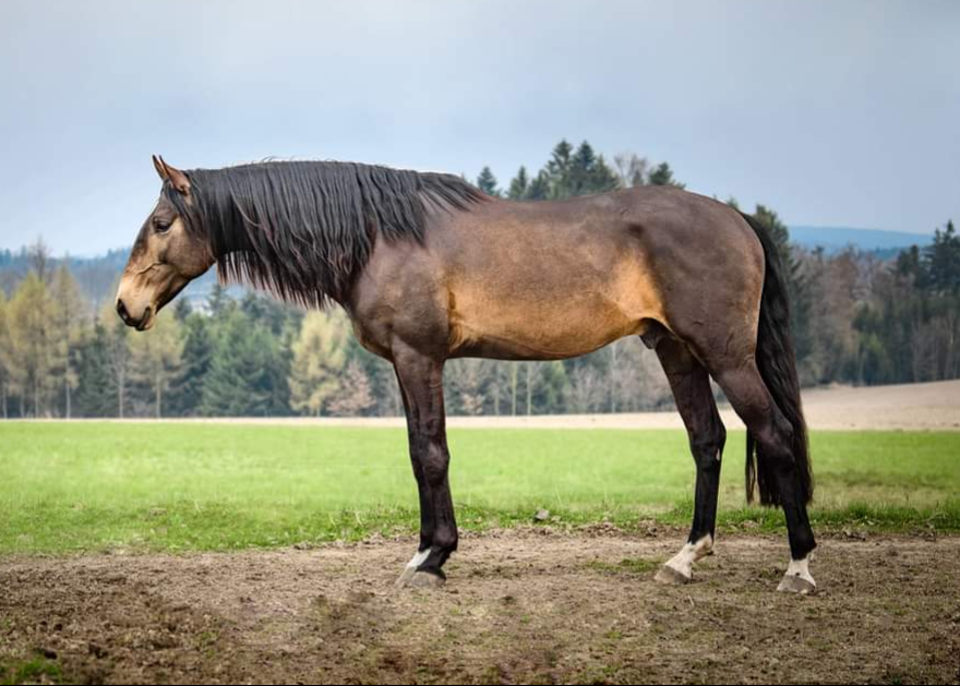 PŘIPOUŠTĚNÍ PSL - 17