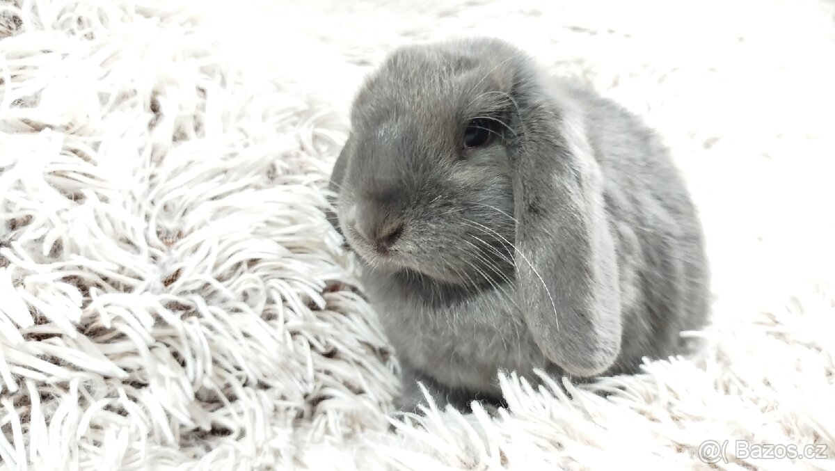 Zakrslý beránek, králíček, králík - BONNY - 17