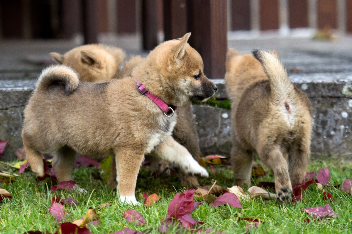 Shiba inu s PP - 17