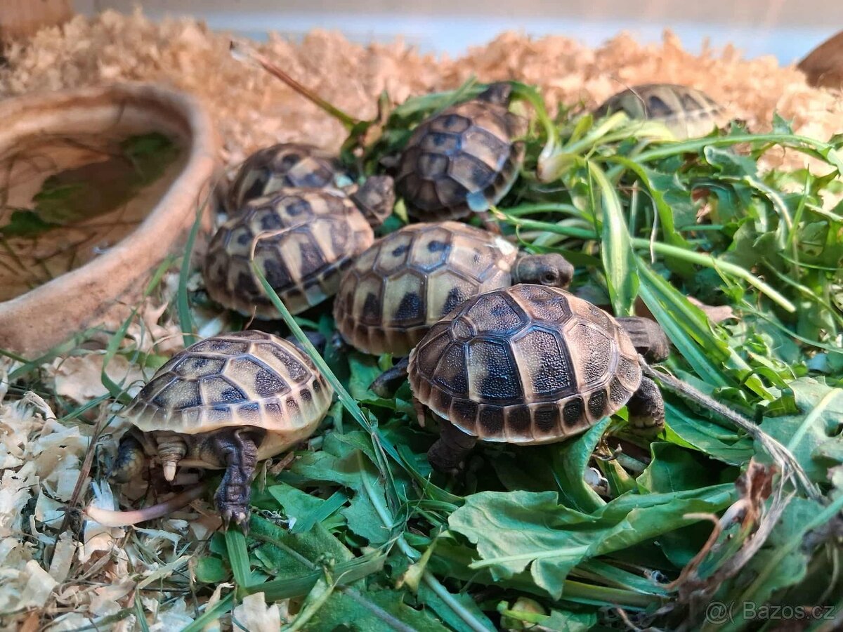 prodám mláďata želv + kompletní terárium - 17