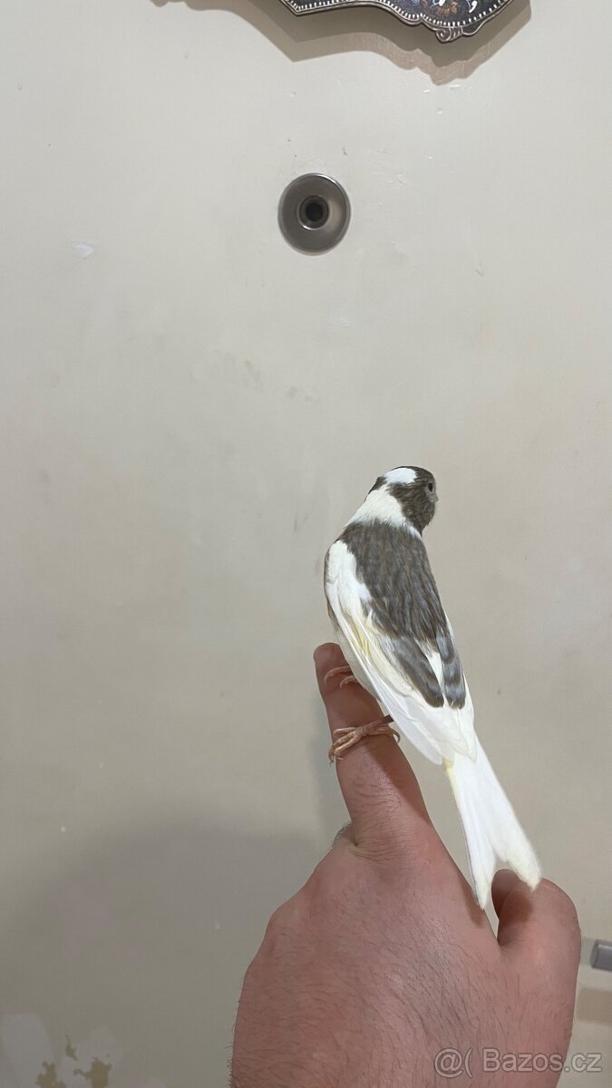 Nabízím kanáři 5/12/2025 - 17