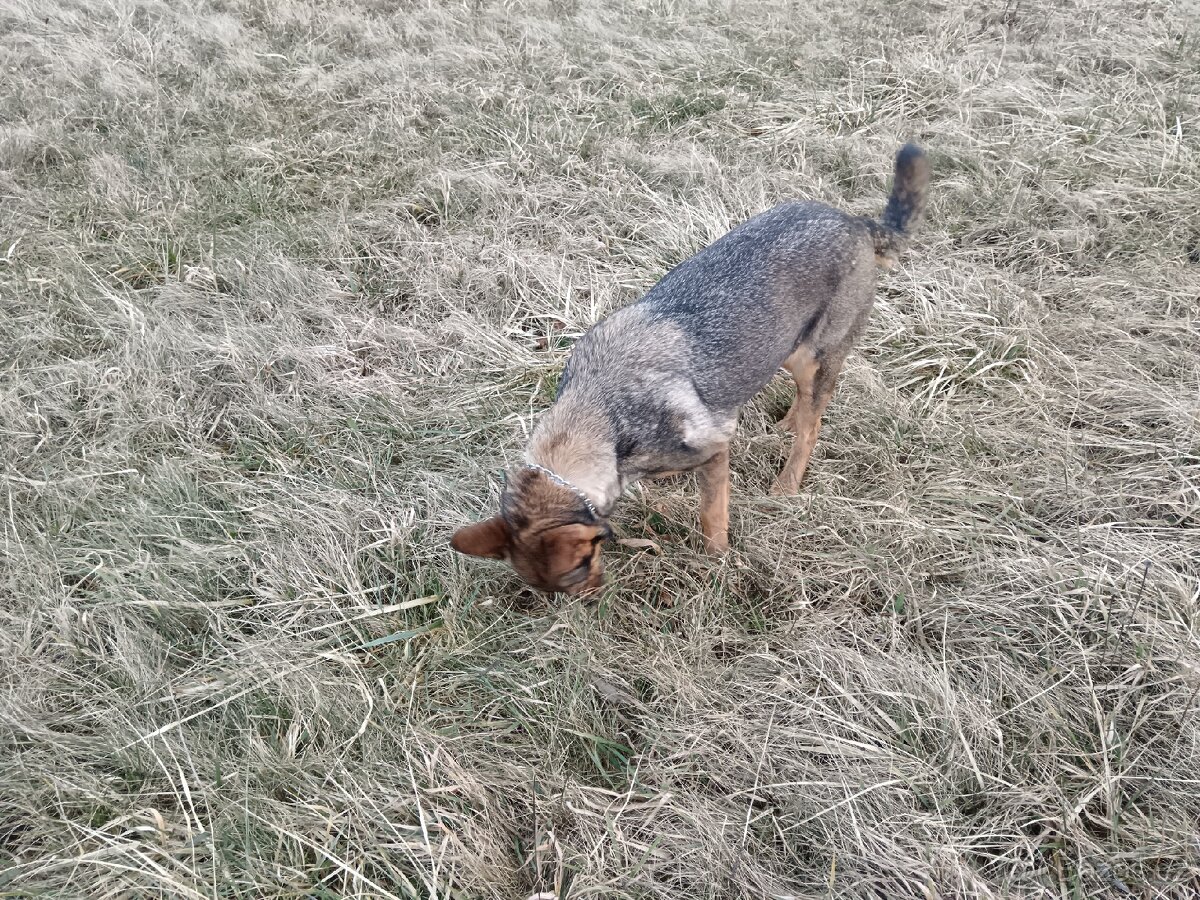Daruji fenku německý ovčák kříženka - 17