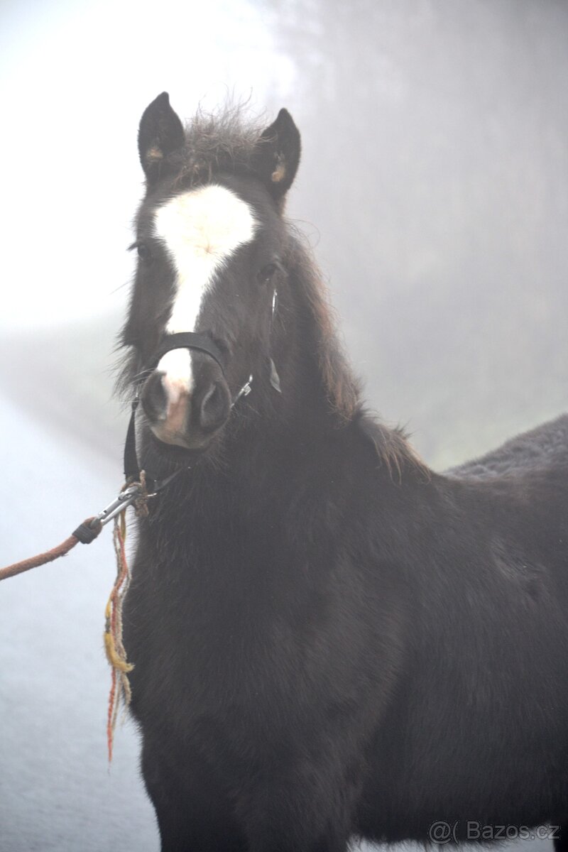 Welsh cob - hříbata 2025 - 17