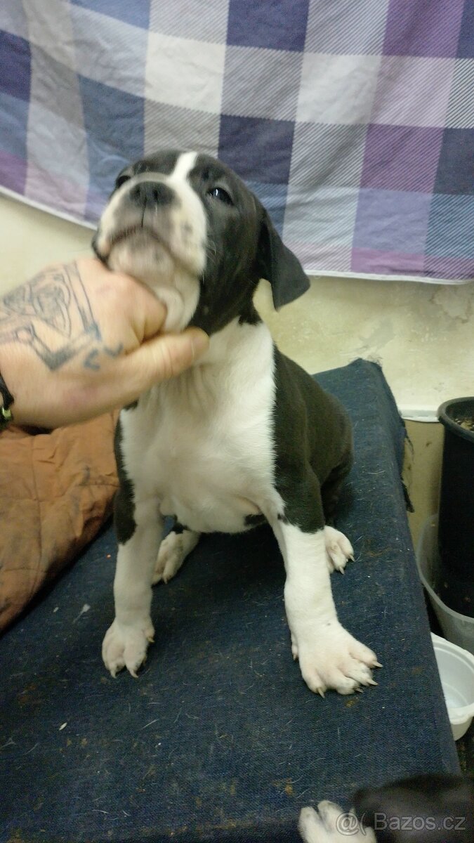 Americký stafordšírský teriér - 17