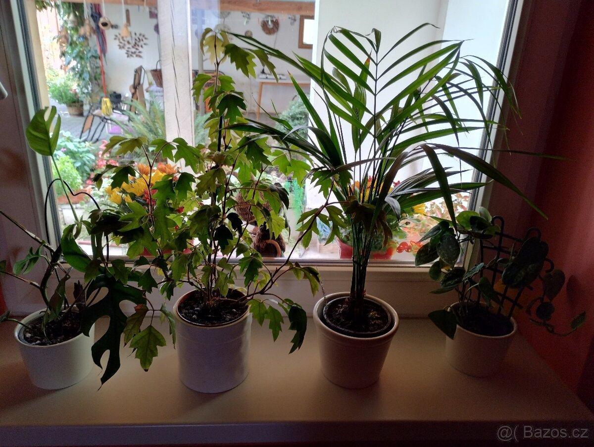 Pokojové rostliny - 17