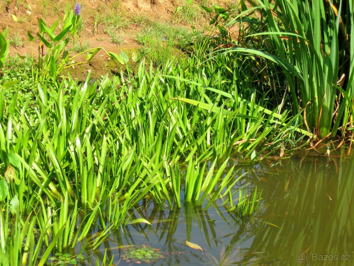 vodní rostliny bahenní rostliny - 17