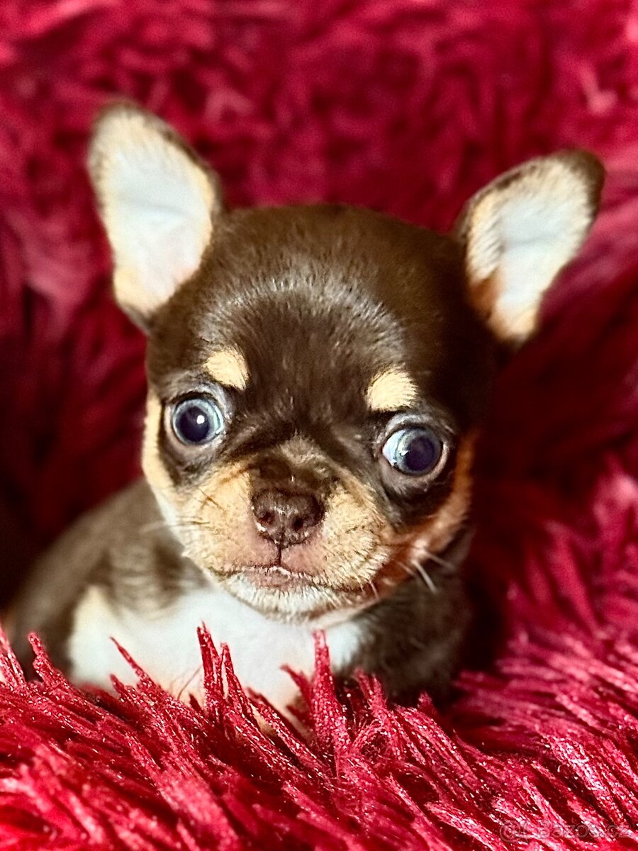 Čivava štěňátka krátkosrstá - 17