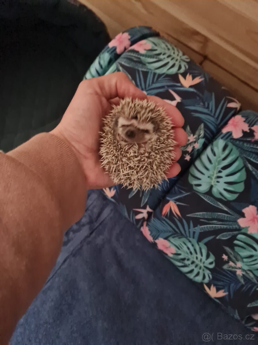 Jezek belobrichy - 17