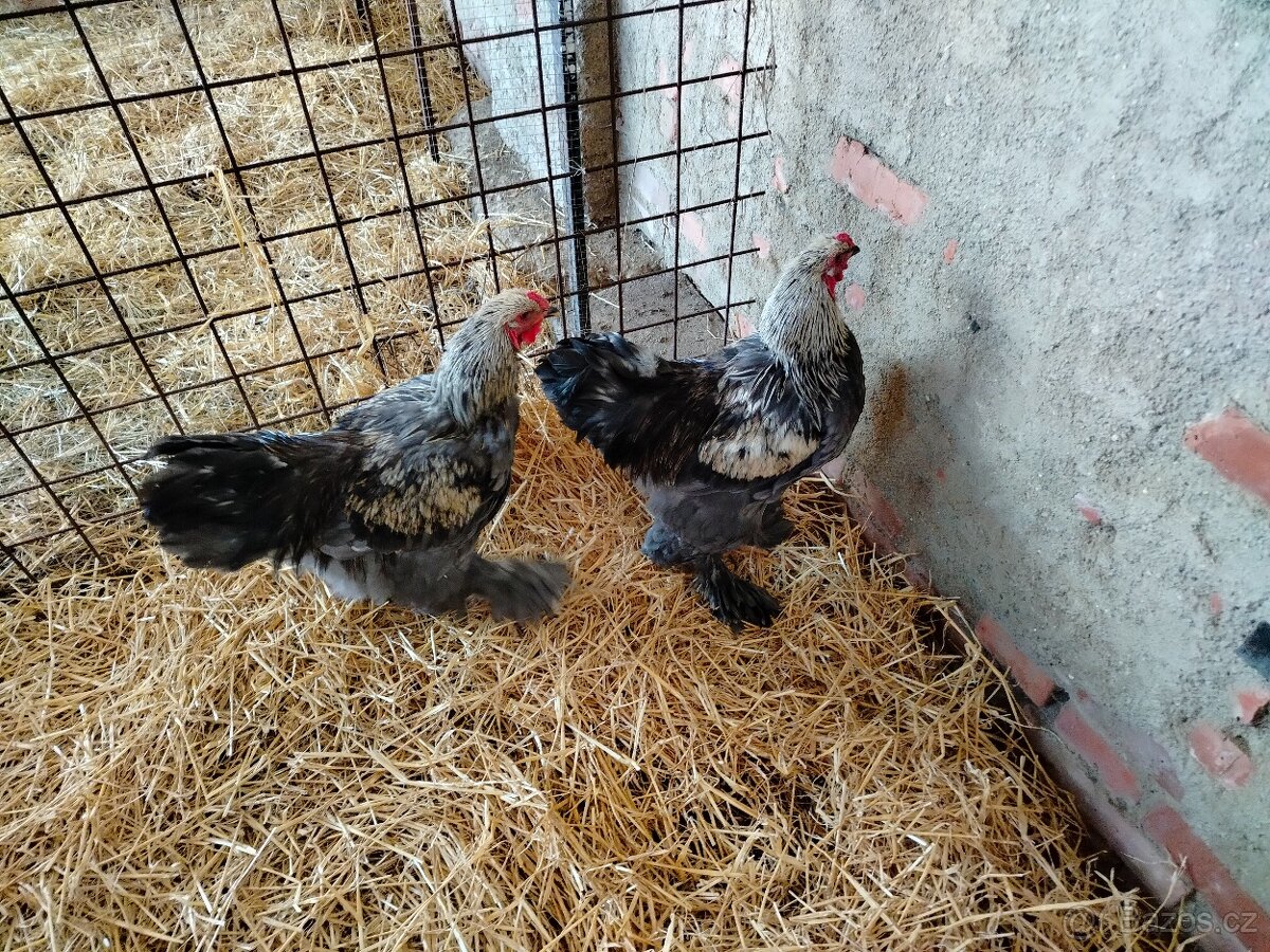 Prodám brahamku velkou - 17