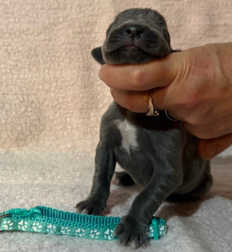 Německá doga modrá s PP - 17