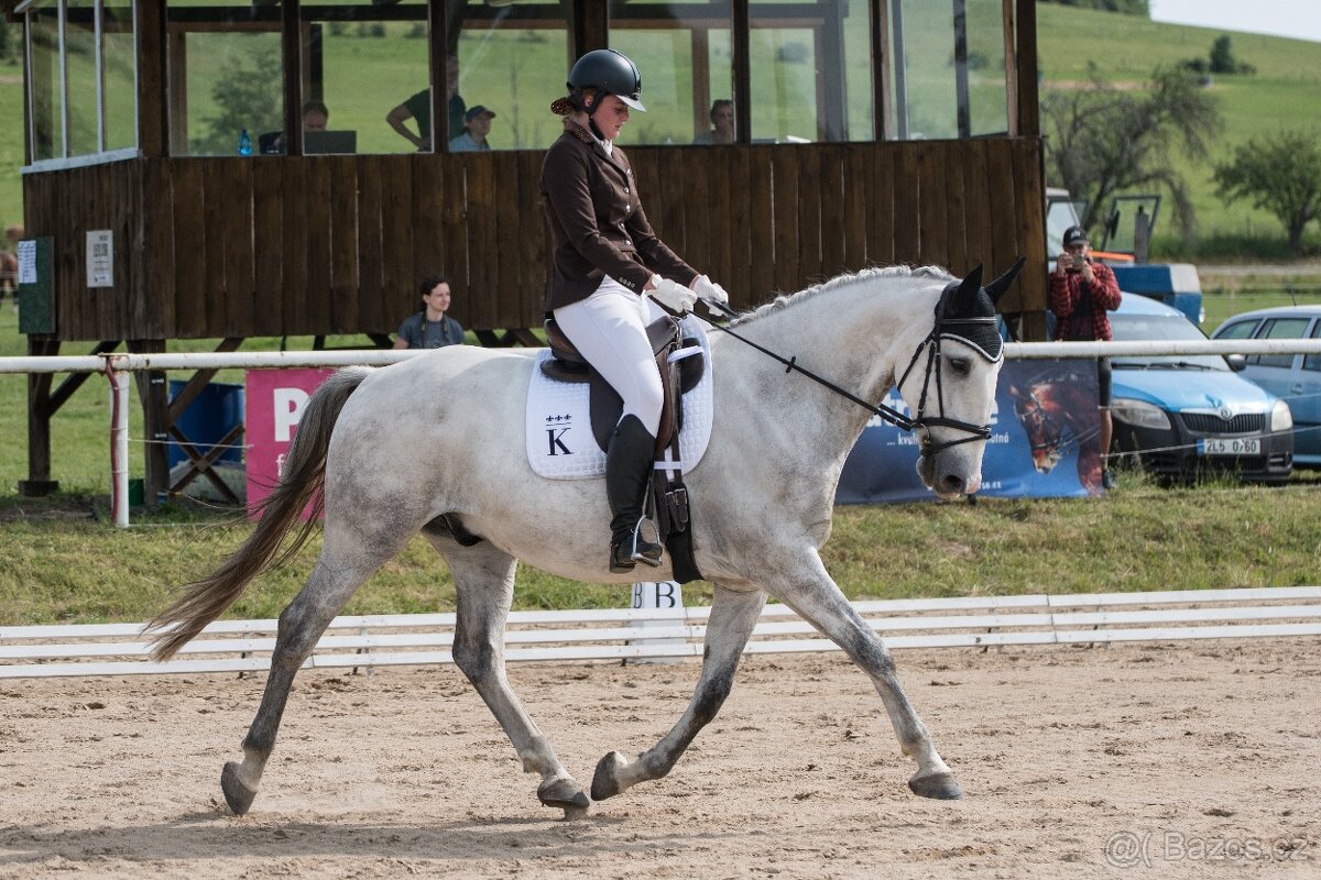 Starokladrubský valach na prodej - 17