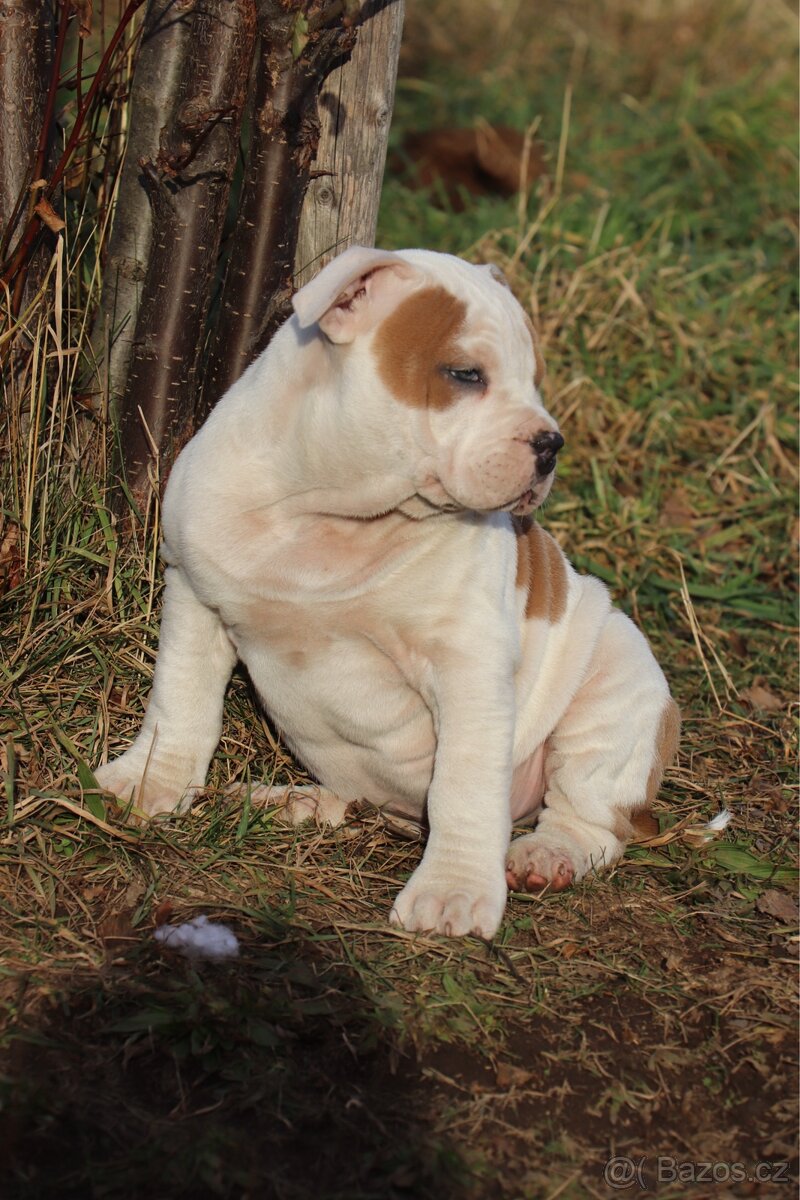 Americký stafordšírský teriér s PP pejsek SPIRIT - 17