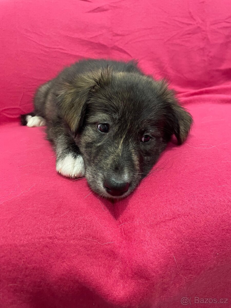 🐾 Exkluzivní štěňata k odběru – silná genetika, skvělé pova - 17