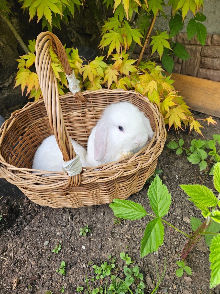 Zakrslý králík - 17