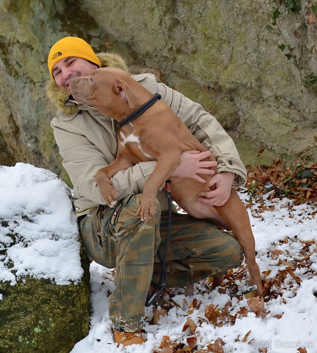 American bully - ch.s. Family Muscle Bullies - 17
