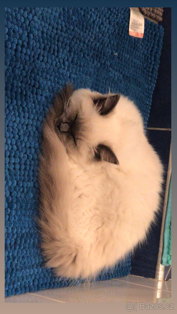 Hledám dočasnou péči pro Ragdoll kočičku - 17