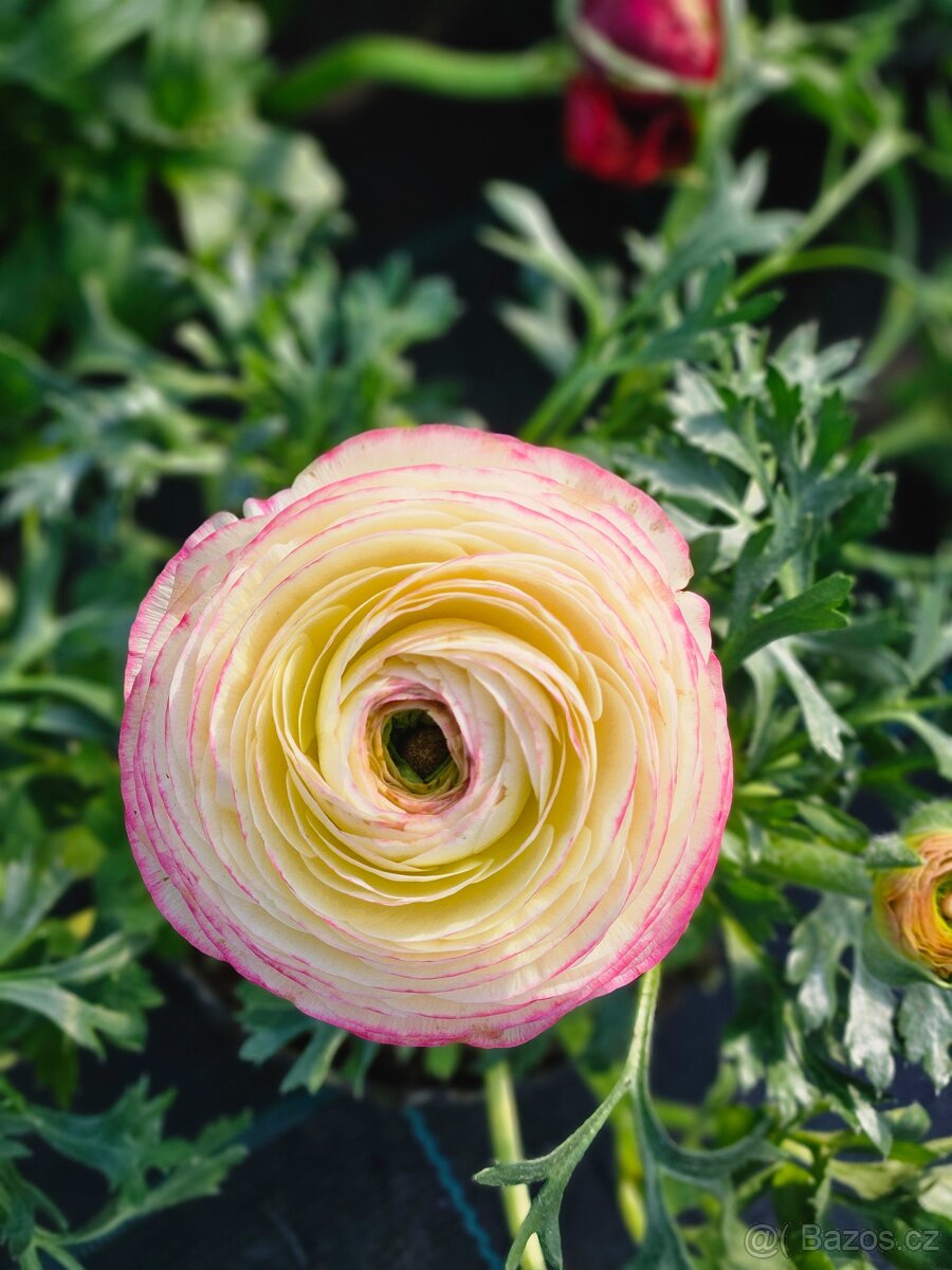 Jarní květiny, rostliny - 17